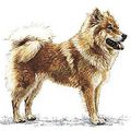 L'Eurasier