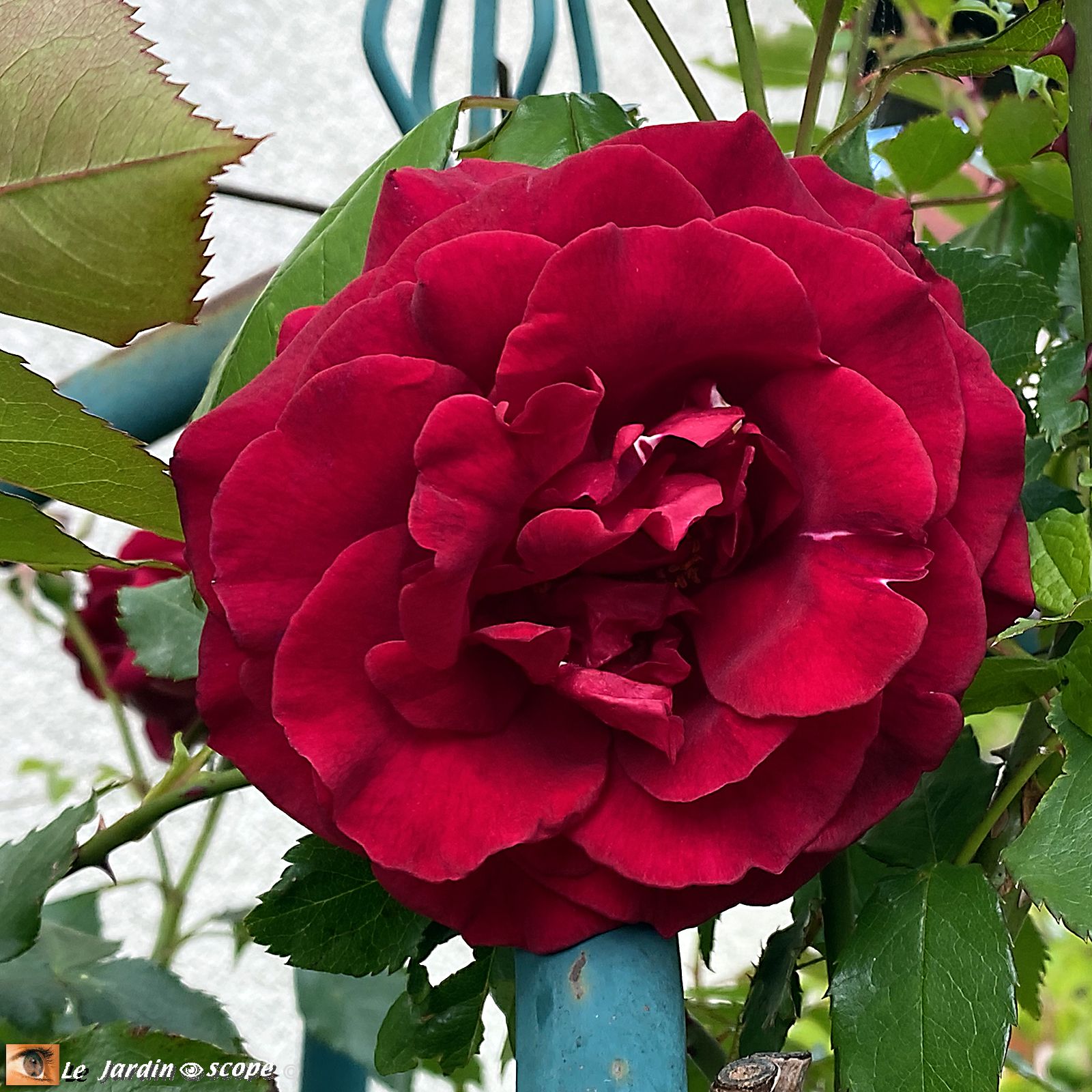 Rosa Red Parfum