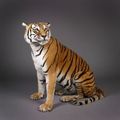 Tigre femelle naturalisé entier position assise,  panthera grisis