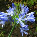 Fleur bleue