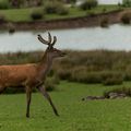 Les cerfs, chevreuils et autres artiodactyles