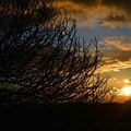 [dans le jardin] fin de journée hivernale