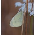 Un peu de papillon mouillu ....