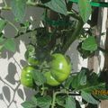 allez je vous montre la progression de mes plants de tomates