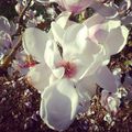 Aussi fraîche qu'une fleur de magnolia !? 