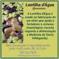 MENSAGEM DO DIA 23 DE ABRIL: LENTILHA D'ÁGUA