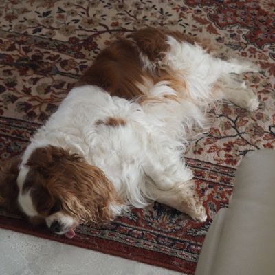 Anniversaire en mode confiné