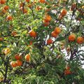 la fete des citrons de Menton et ses orangers!!!