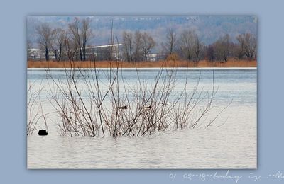 mon challenge australien....