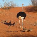 quelques oiseaux au désert de kalahari