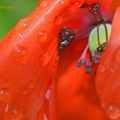 Gentil coquelicot, Mesdames