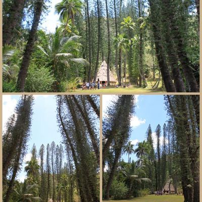 Voyage Titou Dadou 12 coutume grand chef Kawa