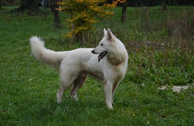 la lignée d'Harley (pedigree)