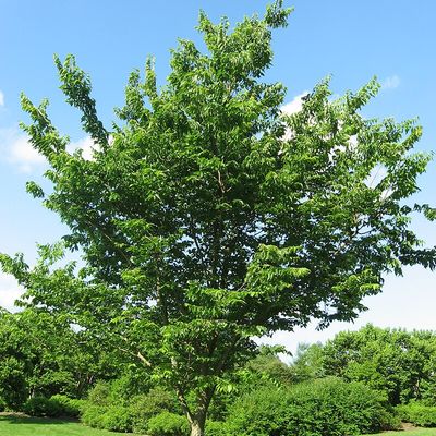 Le Micocoulier de Virginie 