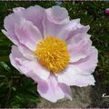 ♥ Pivoine de Chine rose pastel ♥