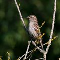 AVES - MOINEAU Soulcie - Petronia Petronia 