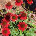 Echinacea "Sombrero Salsa red"