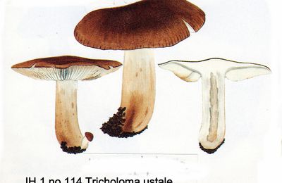 Noms Japonais de Tricholomes (41-46) par Rokuya Imazeki