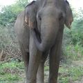Voyage au Sri Lanka - Udawalawe