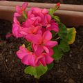 geranium en fleurs