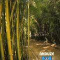 la bambouzeraie d'Anduze a ne pas rater pour les vacances