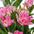 Tulipa murillo 'Peach Blossom'