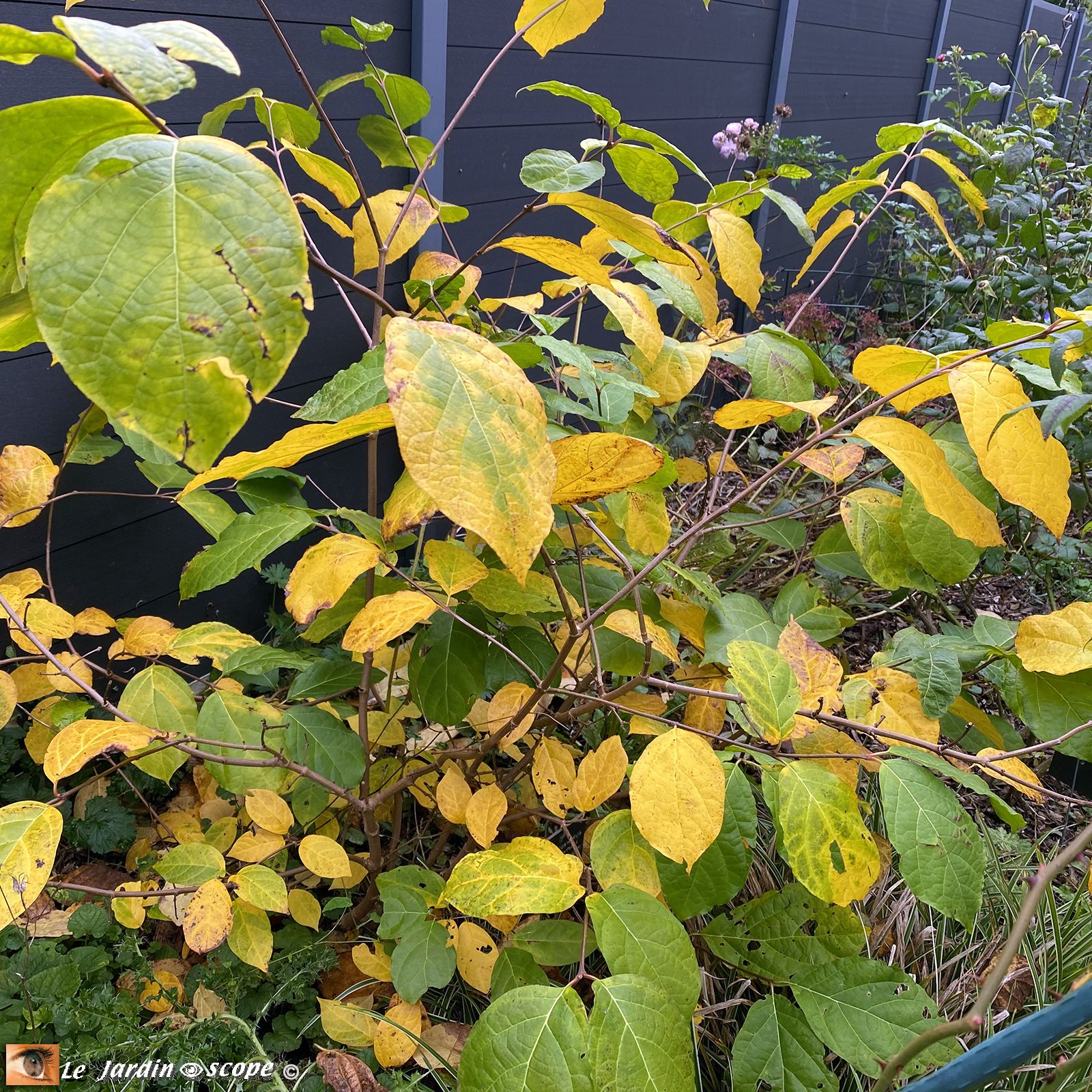 Calycanthus