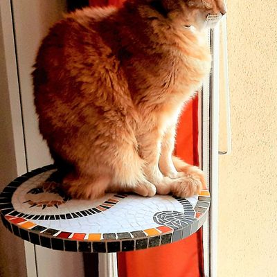 Un perchoir pour Sami