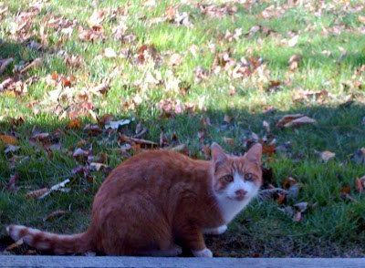 Chapter 29: How Charlie came to be at Mama and Papa's backdoor