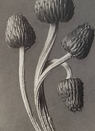 Karl Blossfeldt, Cirsium Canum (Kratzdistel