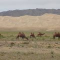 Du désert de Gobi aux vertes forêts du Hovsgol - Août 2014