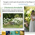 Hortensia Annabelle par Paysagiste Pays Basque et Paysagiste Landes.