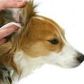 El cuidado de los oidos en los perros