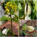 Couleur au jardin et lecture, Dossier 1569