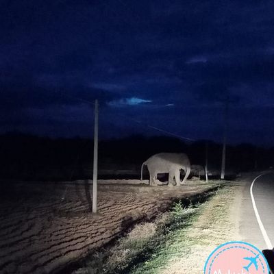 Voir des éléphants au Sri Lanka