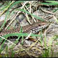 Lézard des murailles