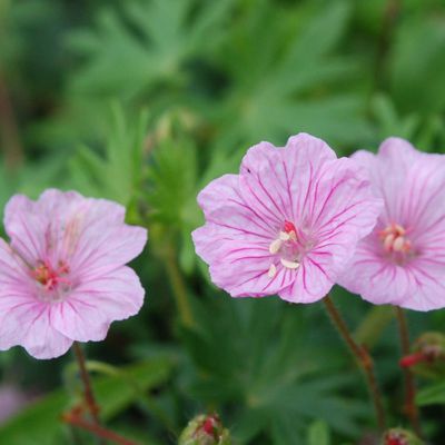 Geranium sanguineum var. striatum