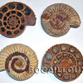 AMMONITES