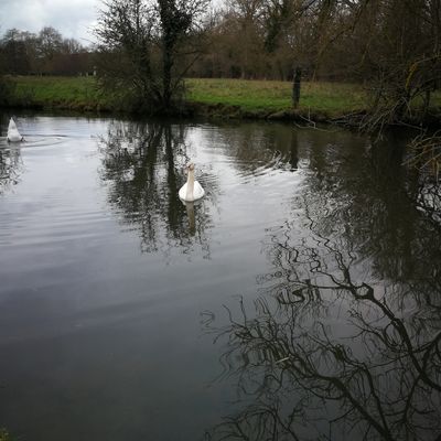 Le cygne tuberculé d'Eu-Le Tréport