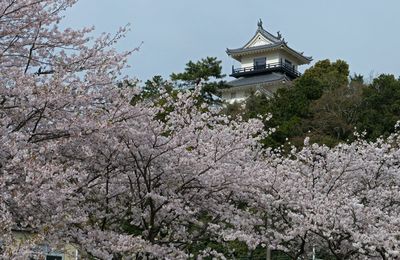 Erebos Tour 2023 - 42 : Kakegawa et Mont Fuji