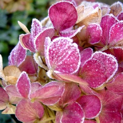 Complètement Givré