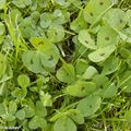 Un engrais vert ressemblant à la fois au trèfle et à l'oxalis