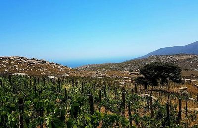 Escapade dans les Iles grecques : Tinos, Samos, Icaria, Patmos...