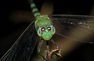 Odonata