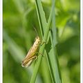 Violoniste en herbe