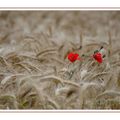 coquelicot....