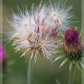 Quelques fleurs des Hautes-Pyrénées(chardons, aconitum napellus......)