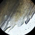 Observation au Microscope de Papier et de Bois