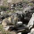 10 - Marmotte