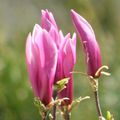 Une fleur de Magnolia nain 